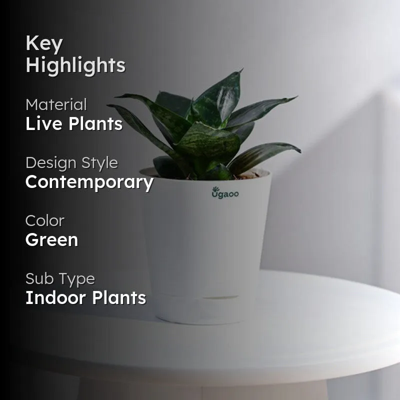 Ugaoo Snake Plant - Green media 2