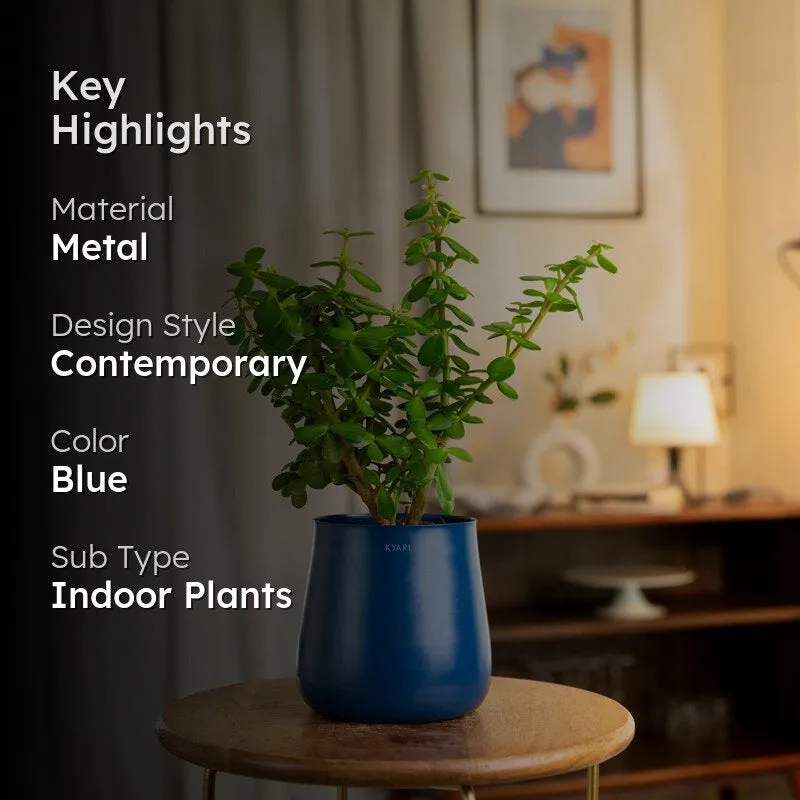 Kyari Lucky Jade Plant With Metal Self Watering Pot - Blue media 2