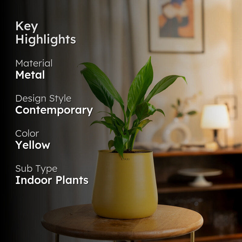 Kyari Spathiphyllum With Metal Self Watering Pot - Yellow media 2