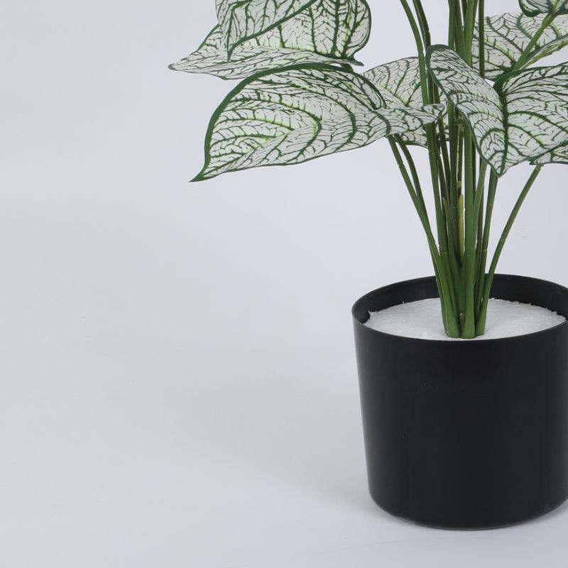 Faux Tropica Dieffenbachia Silk Plant With Black Plastic Pot - 2.13 ft media 6
