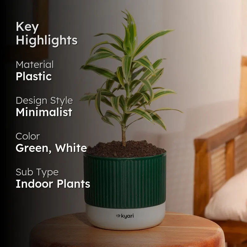 Kyari Song Of India Plant with Self Watering Pot - Green - 2