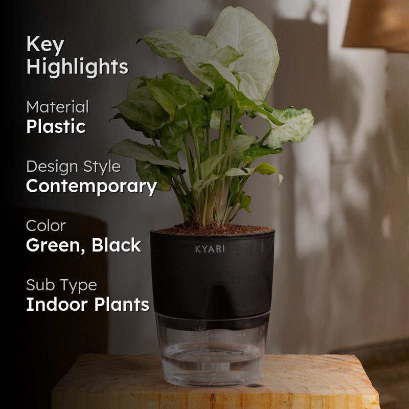 Kyari Syngonium Pixie Plant With Self Watering Pot (Black) - 18 cm media 2