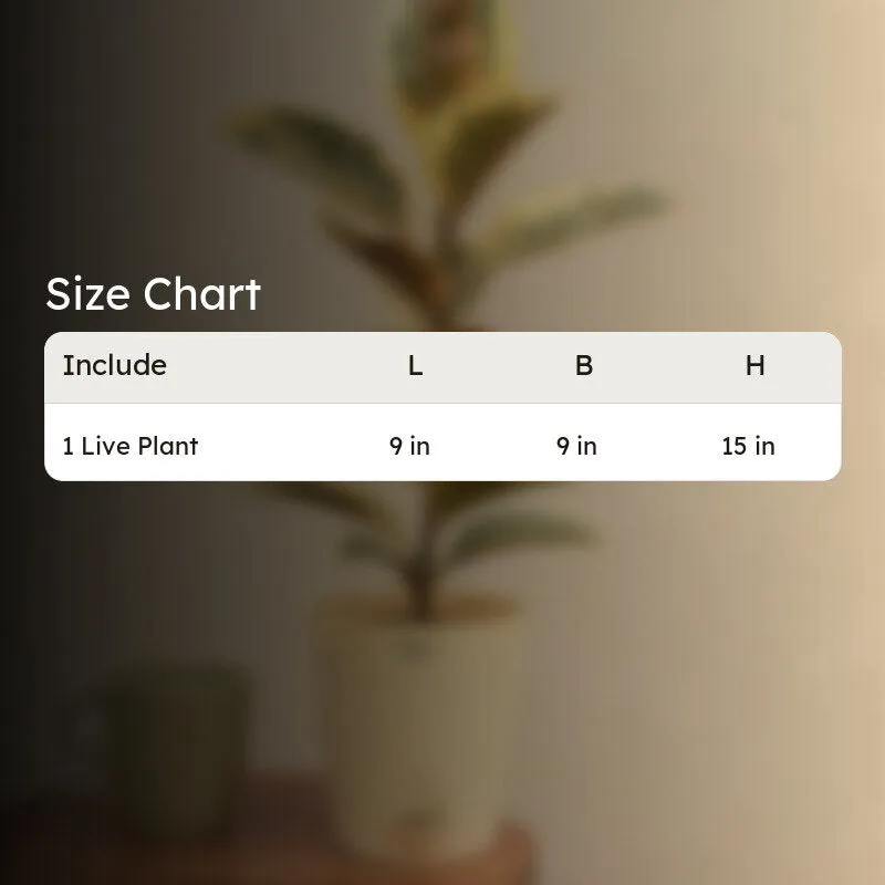 Ugaoo Tineke Rubber Plant With Self Watering Pot media 6