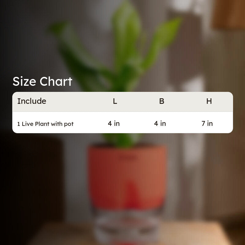 Kyari Peace Lily Plant With Self Watering Pot (Red) - 18 cm media 7