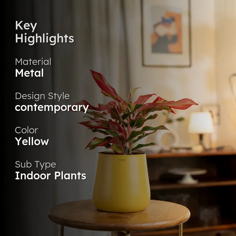 Kyari Aglaonema Lipstick Plant With Metal Self Watering Pot - Yellow media 2