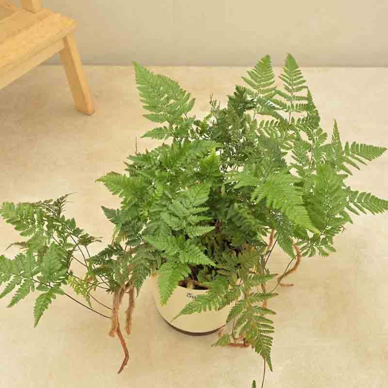 Ugaoo Rabbit's Foot Fern Plant media 5
