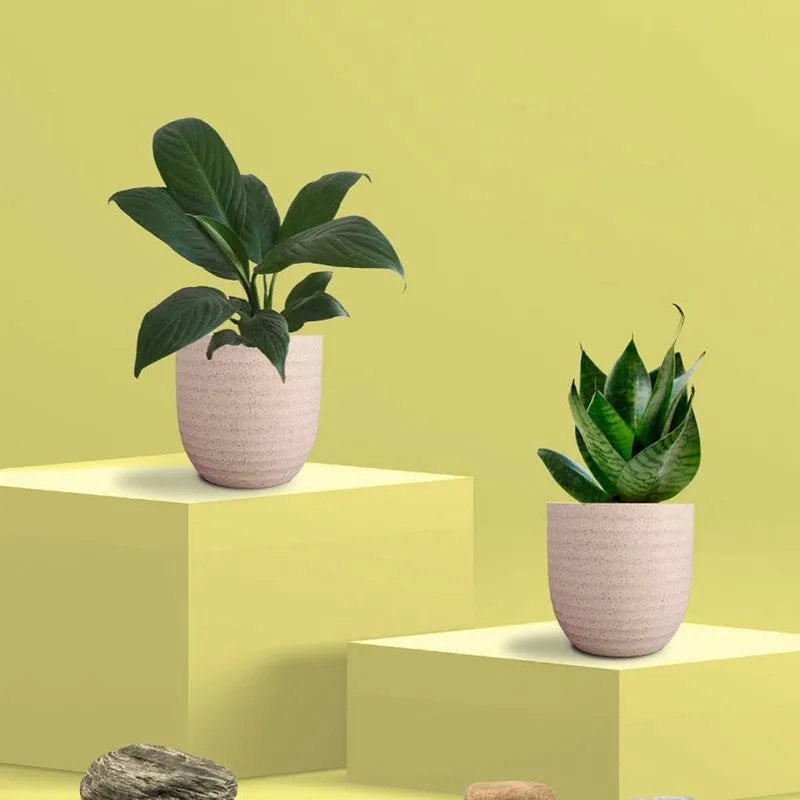 Greenkin Lily & Snake Live Plants (Ivory) - Set Of Two media 3