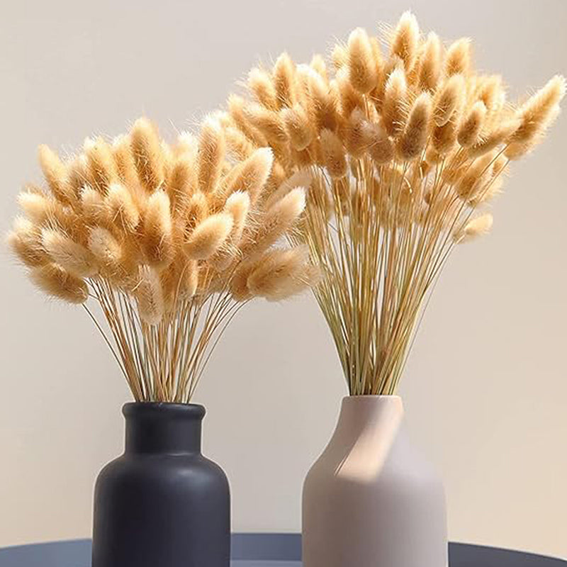 Cloudtail Dried Bunny Tail Stem (Beige) - Set Of Sixty media 4