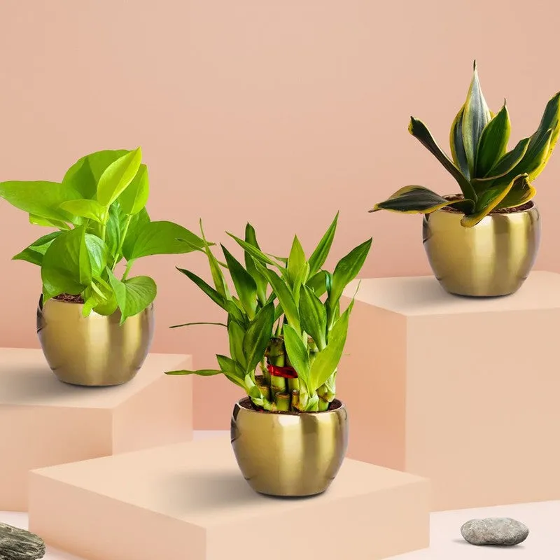 Greenkin Vastu Plants for Home Live Plants - Set Of Two media 3