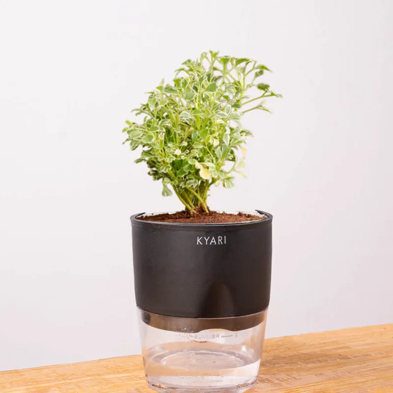 Kyari Variegated Aralia Plant With Self Watering Pot (Black) - 18 cm media 7