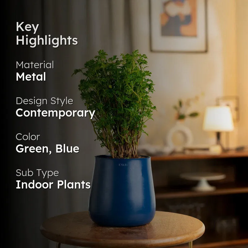 Kyari Aralia Plant With Metal Self Watering Pot (Blue) - 1 Foot media 2