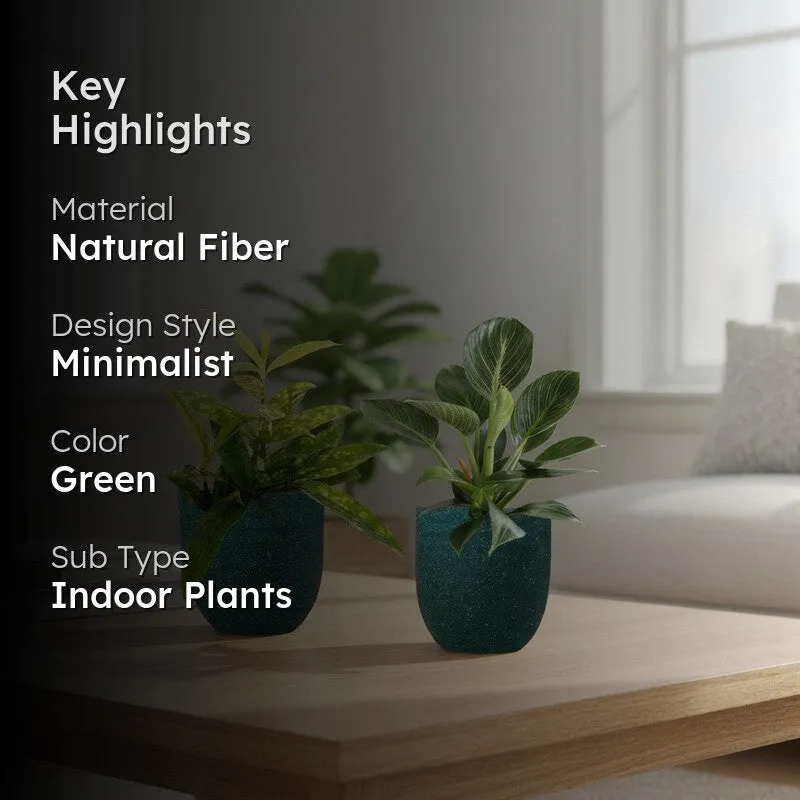 Greenkin Bamboo & Birkin Live Plants (Green) - Set Of Two media 2