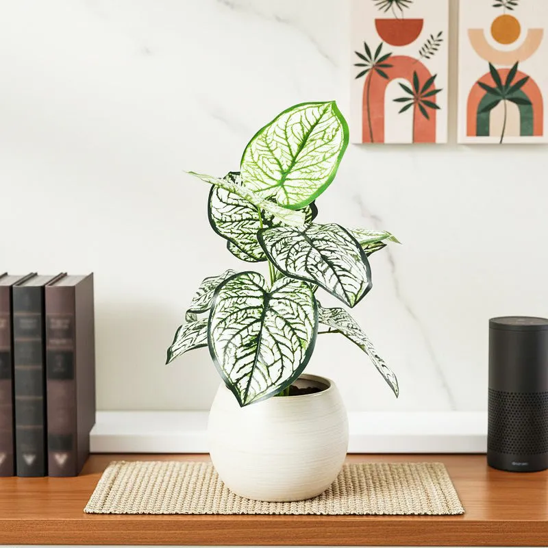 Calena Artificial Caladium With Black Plastic Pot - White media 1