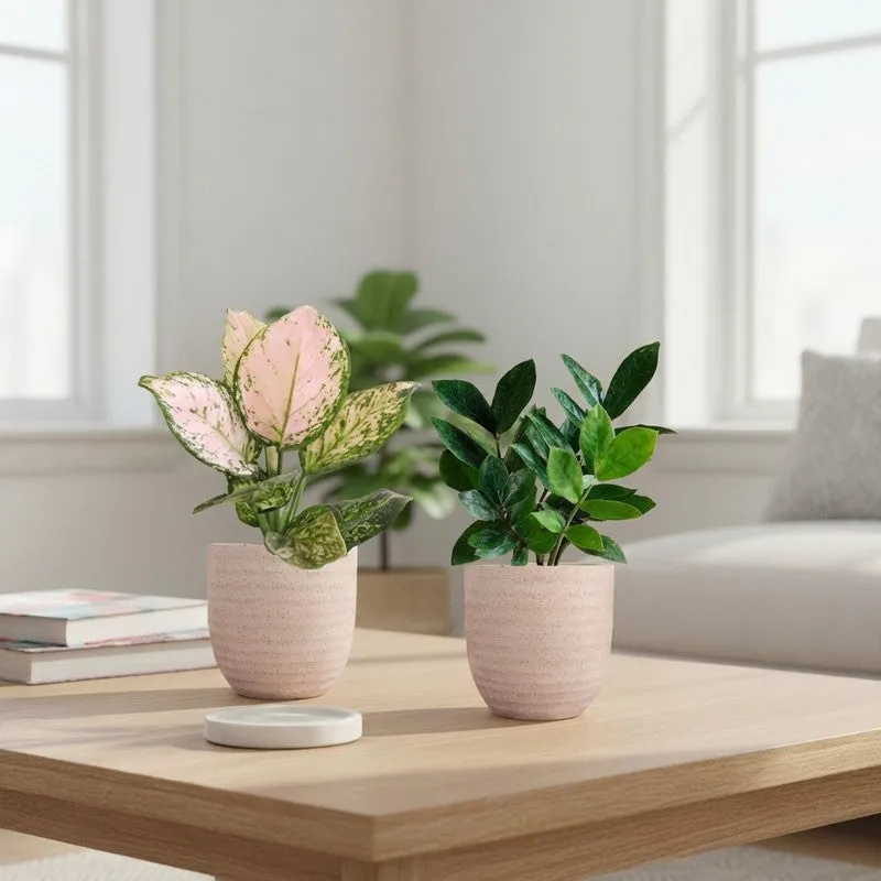 Greenkin ZZ & Aglaonema Wishes Live Plants (Ivory) - Set Of Two media 1