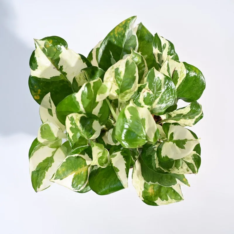 Ugaoo Money Plant N'Joy media 4