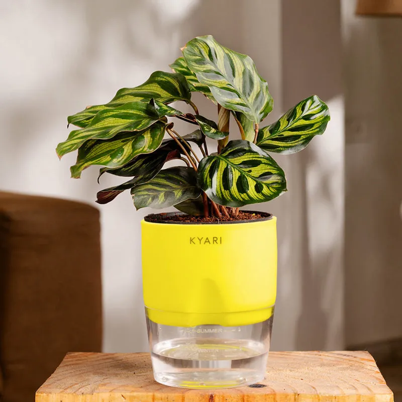 Kyari Peacock Plant With Self Watering Pot (Yellow) - 18 cm media 1
