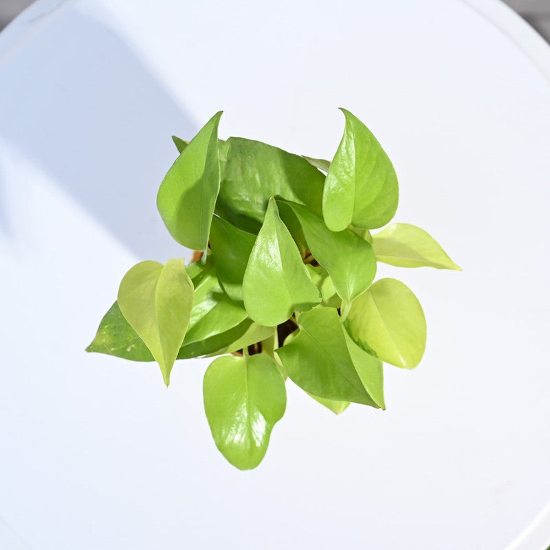 Ugaoo Money Plant Golden media 5