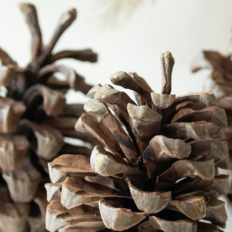 Alpine Dried Jumbo Pine Cone - Set Of Three media 3