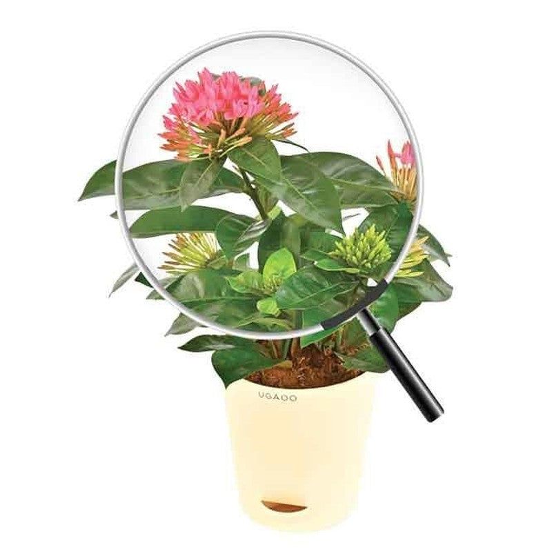 Ugaoo Ixora Rugmini Plant - Pink media 5
