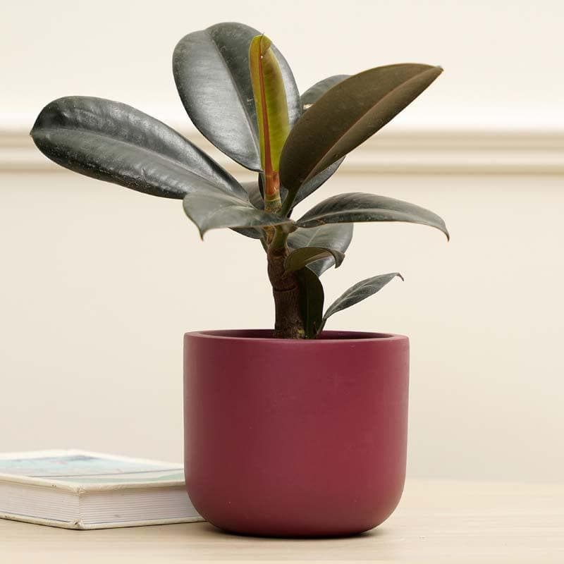 Elegant Terracotta Purple Planter Pot media 3