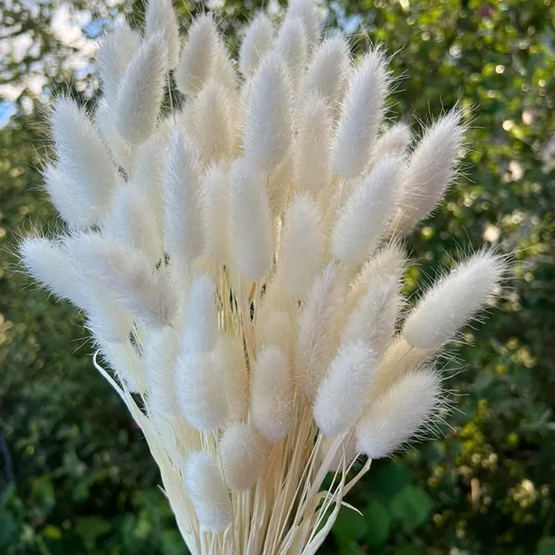 Cloudtail Dried Bunny Tail Stem (White) - Set Of Sixty media 5
