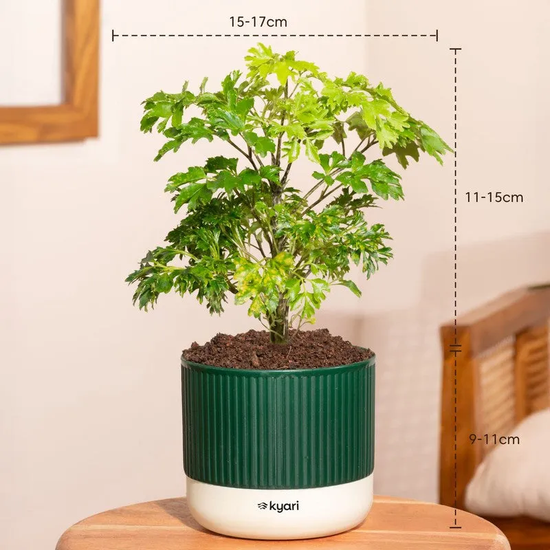 Kyari Aralia Green with Self Watering Pot - Green media 7