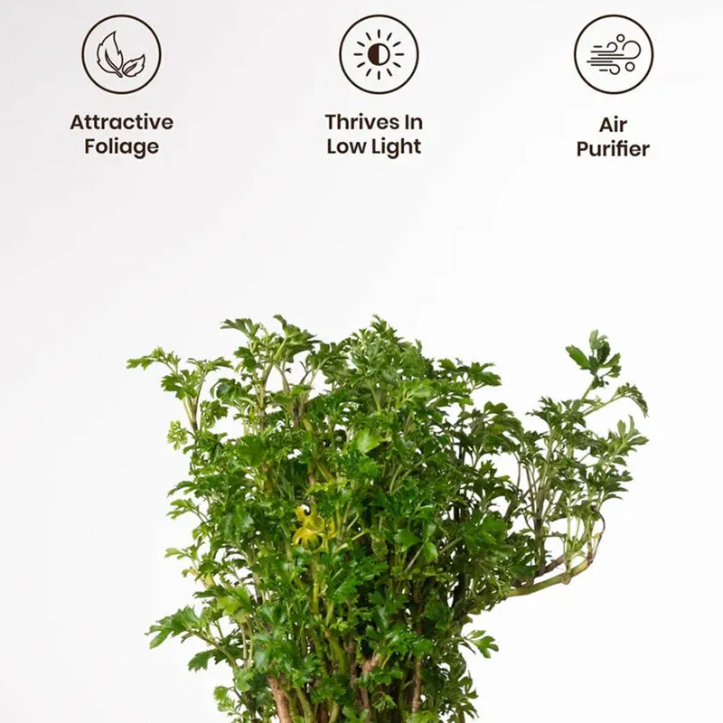 Kyari Variegated Aralia Plant With Self Watering Pot (Black) - 18 cm media 4