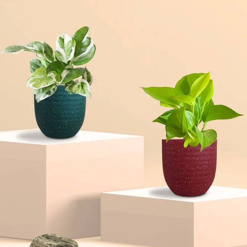 Greenkin Bathroom Live Plants - Set Of Two media 3