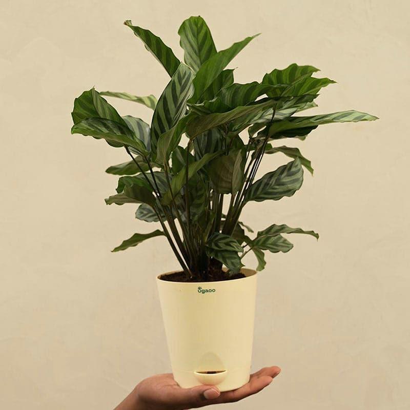 Ugaoo Calathea Freddie Natural Live Indoor Plant - Medium media 4
