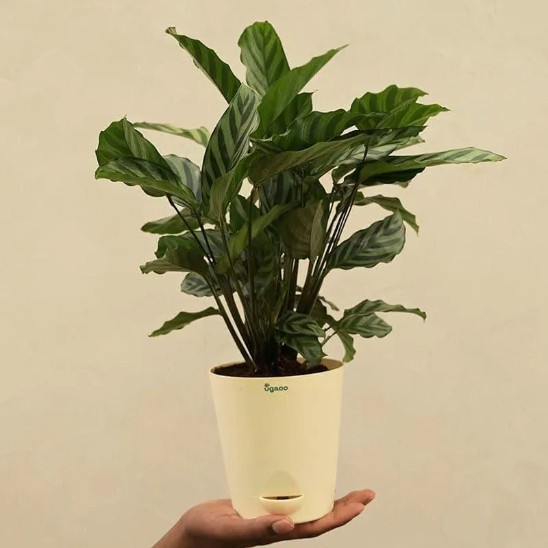Ugaoo Calathea Freddie Natural Live Indoor Plant - Medium media 4