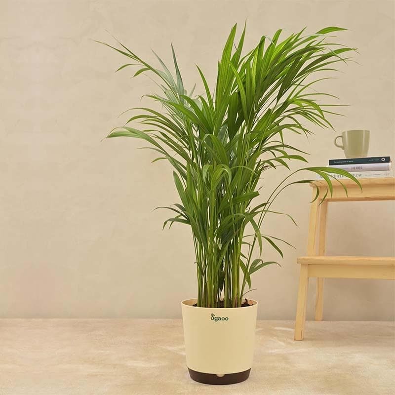 Live Plants