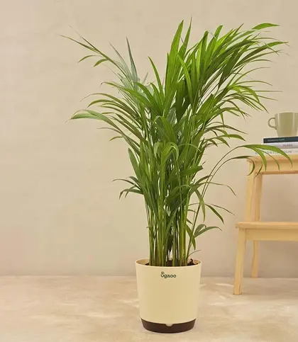 Live Plants