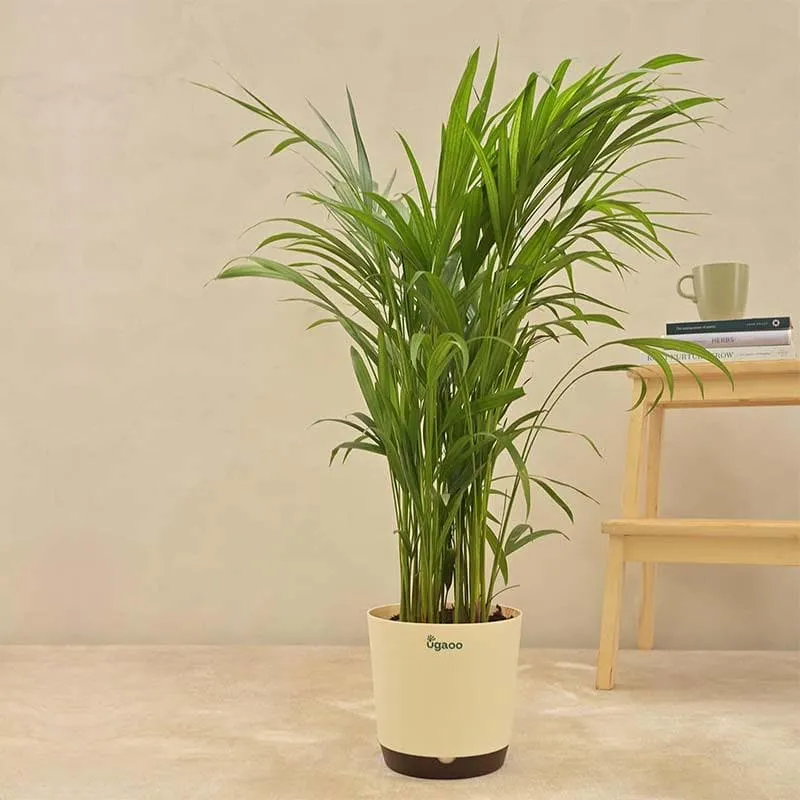 Ugaoo Lush Green Areca Palm Live Plant media 1