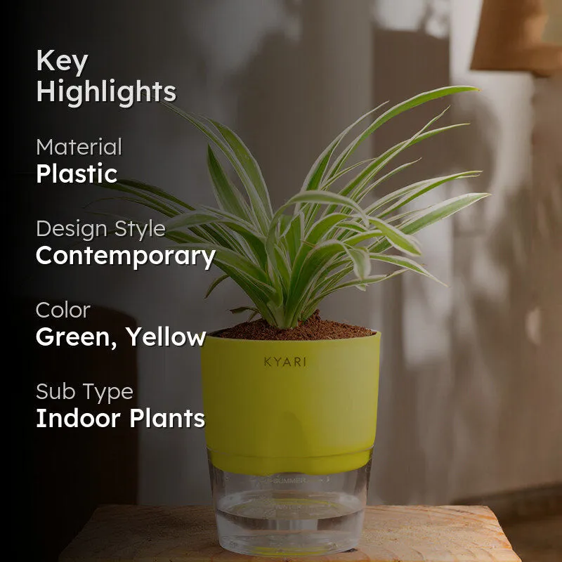 Kyari Spider Plant With Self Watering Pot media 2