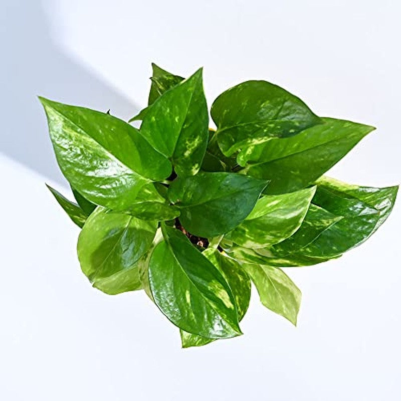 Ugaoo Money Plant Variegated media 5