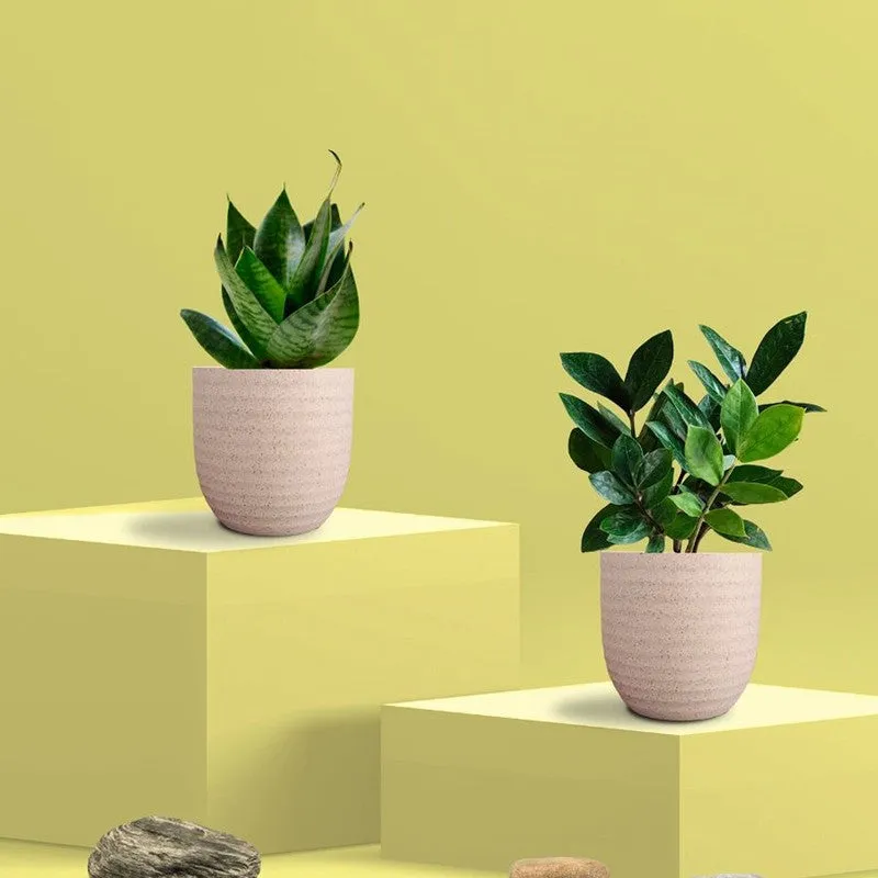 Greenkin ZZ & Snake Live Plants (Ivory) - Set Of Two media 3