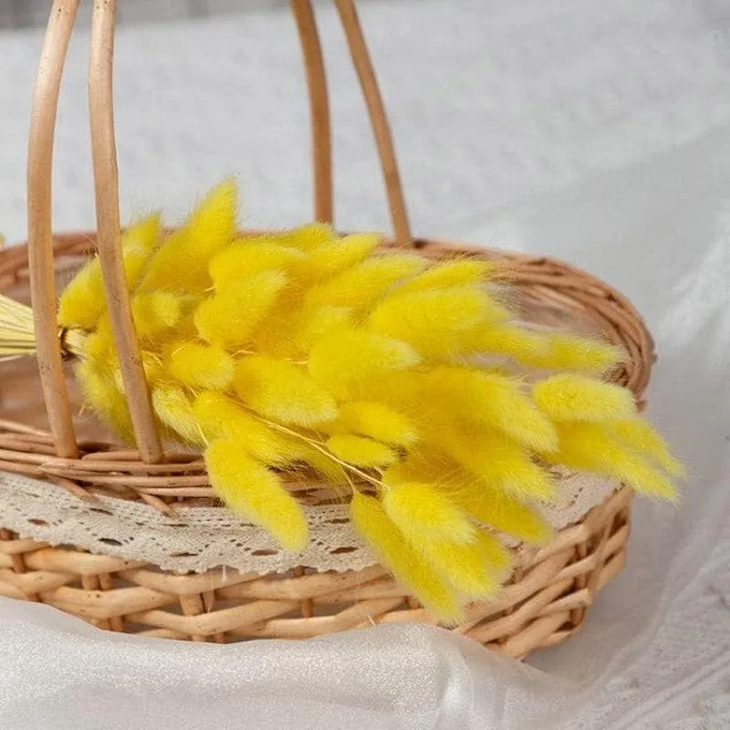 Naturally Dried Bunny Tail Stems (Yellow) - Set Of Fifty media 3