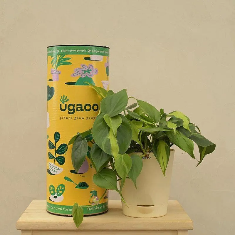 Ugaoo Philodendron Oxycardium And Variegated Live Plant media 3