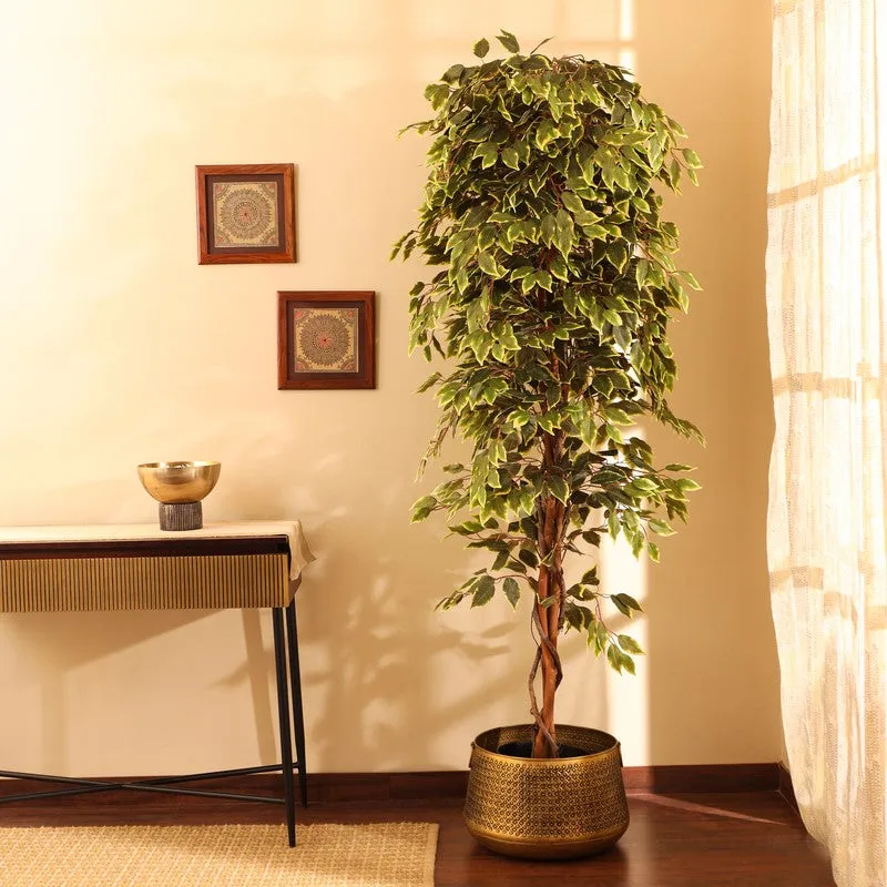 Artificial Variegated Ficus Plant With Black Plastic Pot - 7 ft media 4