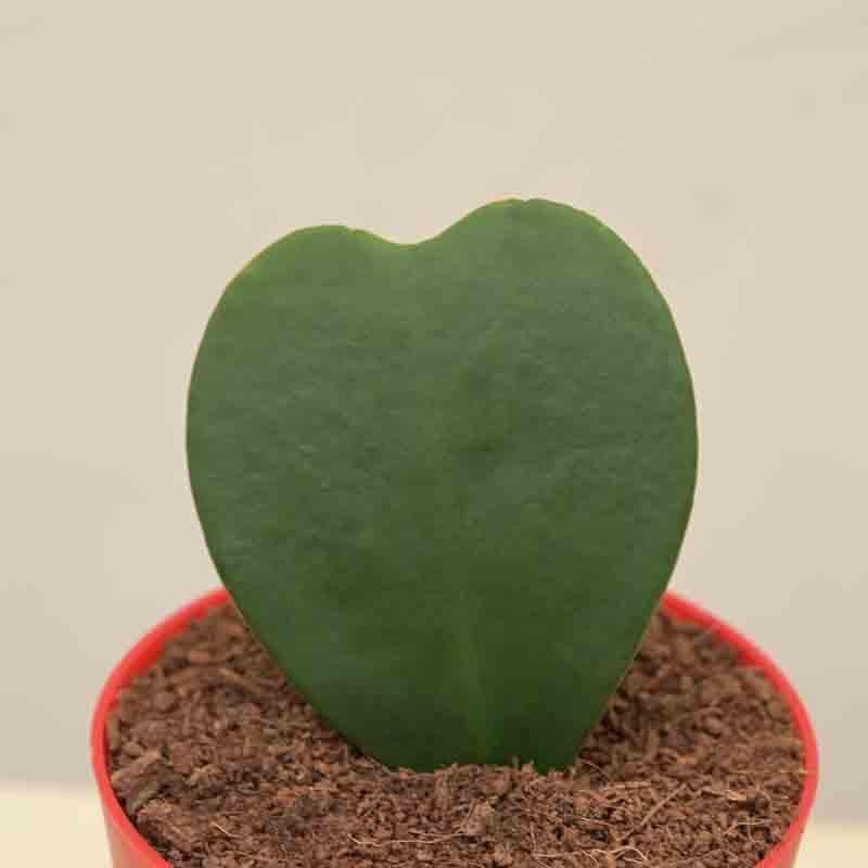 Ugaoo Heart Hoya Plant media 5
