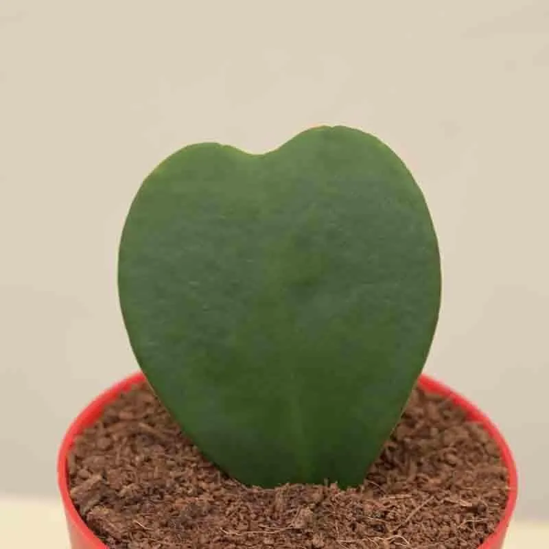 Ugaoo Heart Hoya Plant media 5