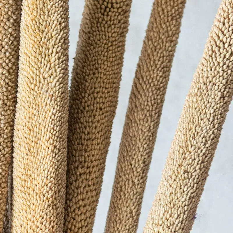 Sival Dried Millet Stick (Beige) - Set Of Ten media 5
