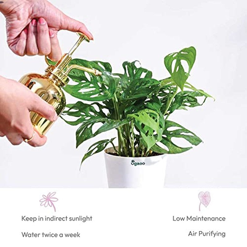 Ugaoo Broken Heart Plant media 6