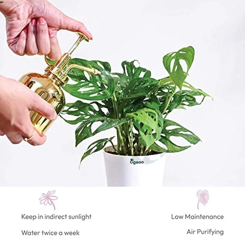 Ugaoo Broken Heart Plant media 6