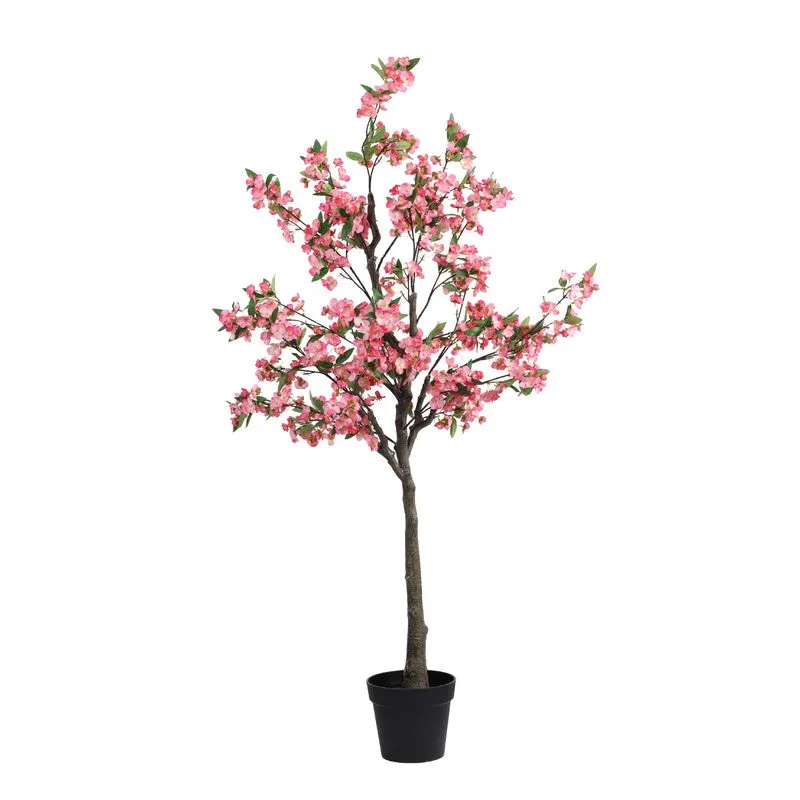 Cherry Blossom Plant With Black Plastic Pot - 5 ft media 3