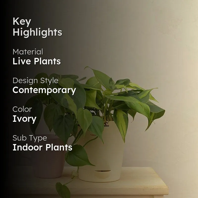 Ugaoo Philodendron Oxycardium And Variegated Live Plant media 2