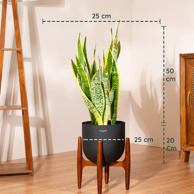 Kyari Sansevieria Zeylanica Golden Snake Plant With Metal Self Watering Pot (Black) - 2.4 Feet media 5