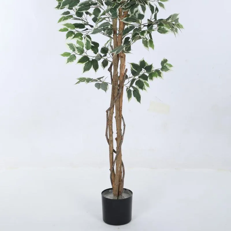 Faux Ficus Variegated Plant With Black Plastic Pot - 5.91 ft media 5