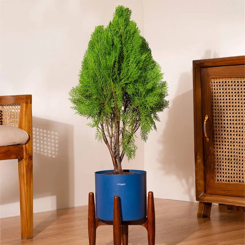 Kyari Thuja Plant With Metal Self Watering Pot (Blue) - 2.5 Feet media 1