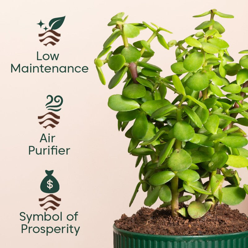 Kyari Jade Plant with Self Watering Pot - Green media 4